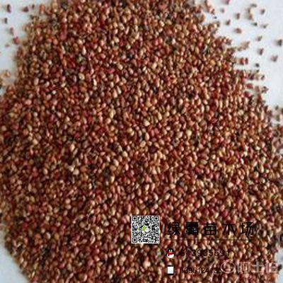 亿骞园艺蛇莓种子 优质苗木地被花卉，清热解毒效果好