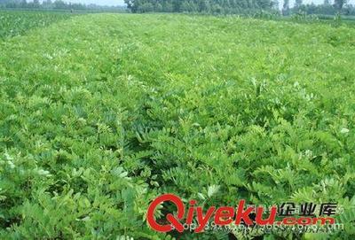 沭阳县绿帆苗木园艺场 专供当年新采紫穗槐种子与苗木