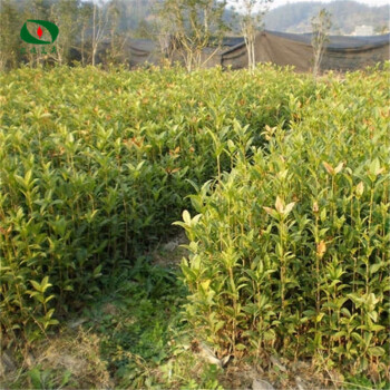 桂花种子与苗木销售指南 从月季村到四季丹桂，绿化林木的精选之选