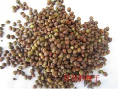 绿洲花卉苗木种子公司 专业苗木花卉种子销售指南