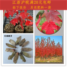 最新最全名贵花卉苗木产品参考与销售指南