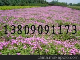 优质合欢种子供应的选择指南