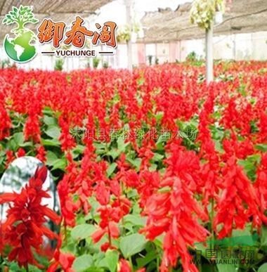 进口一串红种子 阳台盆栽的绚丽选择