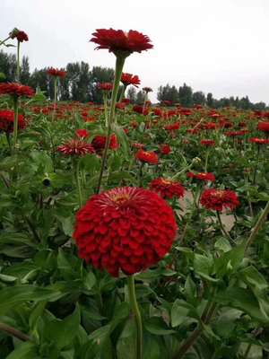 供应矮杆百日草种子及苗木花卉种子销售指南