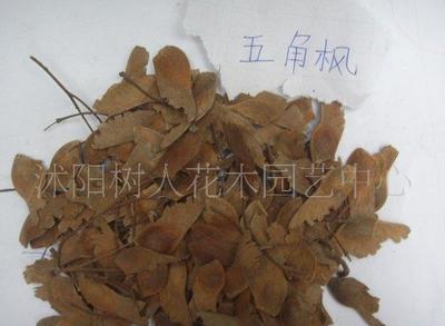 五角枫绿化苗木与花卉销售的信息技术咨询服务探究